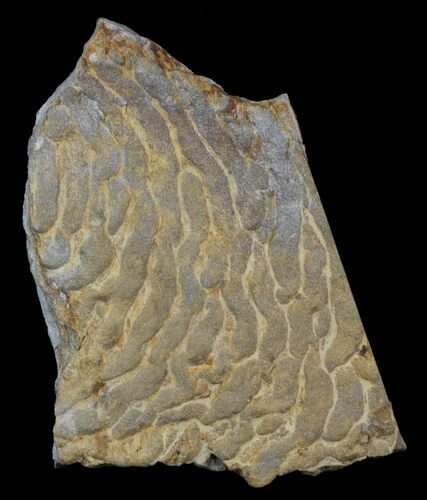 Pennsylvanian, Fossil Microbial Mat - Oklahoma #31769